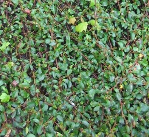 Irga wierzbolistna Parkteppich Cotoneaster salicifolius 0,5-1l