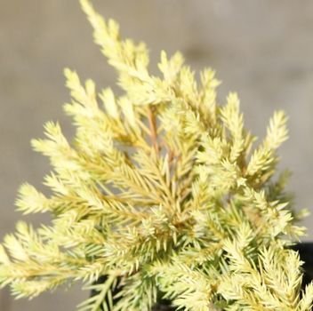 Jałowiec pośredni Golden Saucer Juniperus ×pfitzeriana 1l