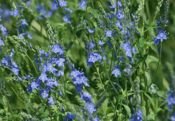 Przetacznik pagórkowy Royal Blue Veronica teurcium 9