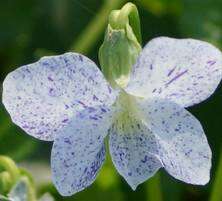 Fiołek motylkowaty Freckles Viola sororia 9