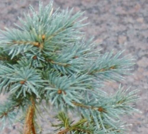 Świerk kłujący Srebrny Picea pungens 7,5l