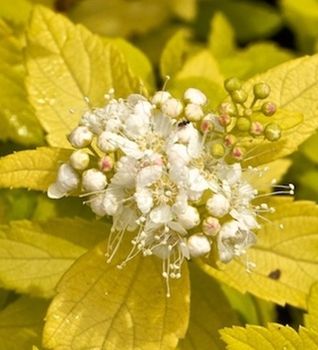 Tawuła japońska White Gold  Spiraea japonica 1l