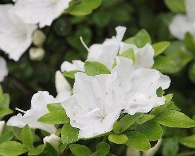 Azalia japońska Panda  Azalea japonicum 11