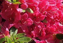 Azalia japońska Sazava Azalea Japonicum 11
