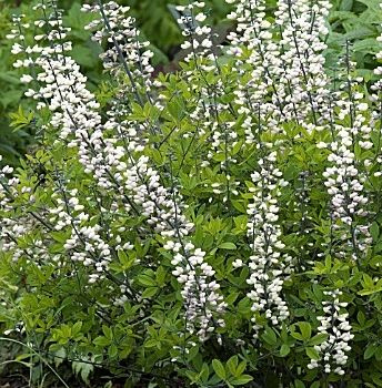 Baptisia błękitna Alba Baptisia australis 0,5l