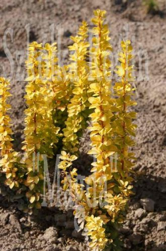 Berberys Thunberga Maria Berberis Thunbergii 1l