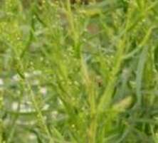 Bylica draganek, Estragon artemisia dracunculus