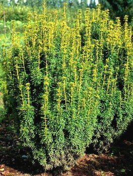 Cis Pospolity David Taxus Baccata 1l