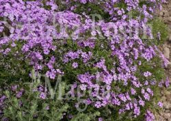 Floks szydlasty Purple Beauty Phlox subulata 9