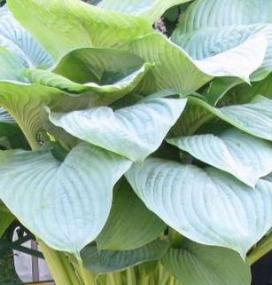 Funkia Empress Wu Hosta 2l