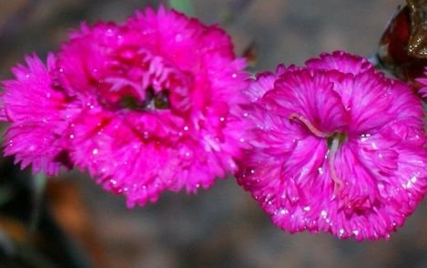 Goździk Pretty Becky Dianthus hybrida