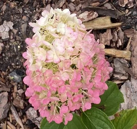 Hortensja bukietowa Magical Candle Hydrangea paniculata 1l