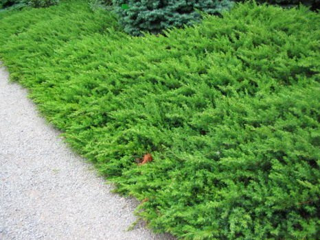 Jałowiec Nadbrzeżny Schlager Juniperus Conferta 1,5 - 3l