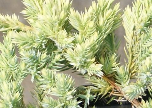 Jałowiec łuskowaty Dream Joy Juniperus squamata 1l