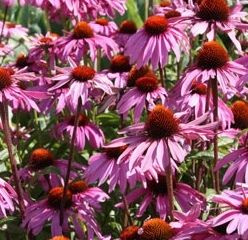 Jeżówka Magnus Echinacea 9