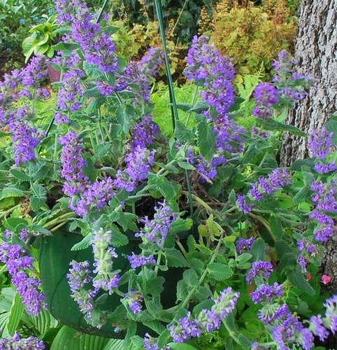 Kocimiętka Purple Haze Nepeta 9