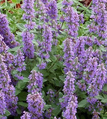 Kocimiętka Purple Haze Nepeta 9