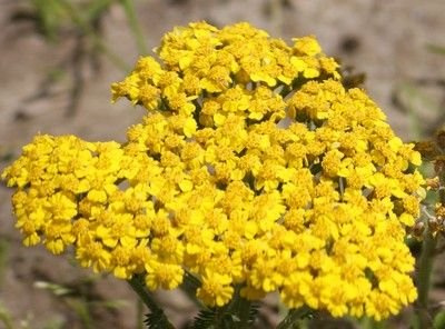 Krwawnik wiązówkowaty Coronation Gold Achillea Filipentulina 1l