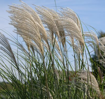Miskant Chiński Graziella Miscanthus Sinensis 1l