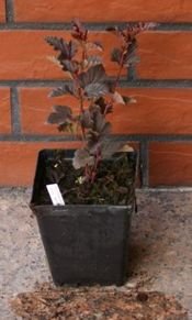 Pęcherznica kalinolistna Red Baron Physocarpus opulifolius 1l