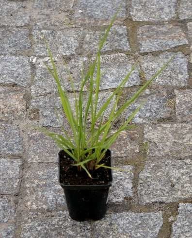 Rozplenica Japońska Red Head Pennisetum Alopecuroides 9