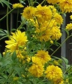 Rudbekia Naga Pełna Wysoka Rudbeckia Laciniata 1l