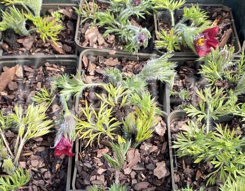 Sasanka Rote Glocke Pulsatilla Vulgaris 9