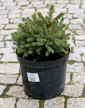 Świerk pospolity Maxwellii Picea abies 5l