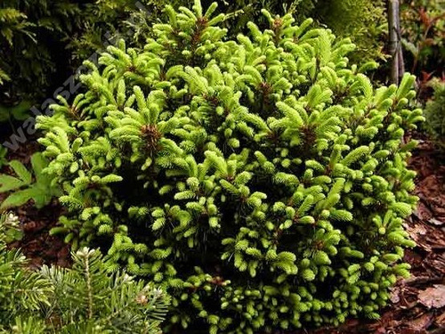Świerk pospolity Ohlendorffii Picea abies  9