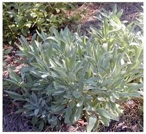 Szałwia lekarska Salvia officinalis 9