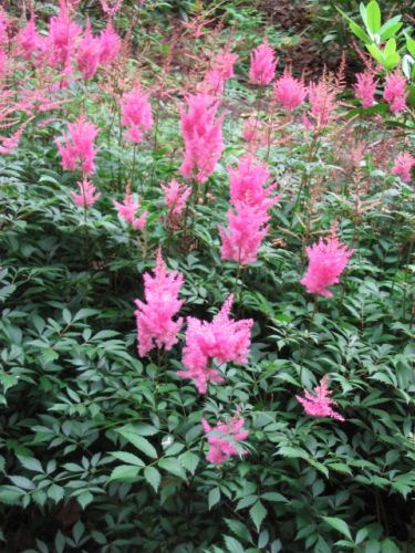 Tawułka Astary Rose Astilbe arendsii 1l