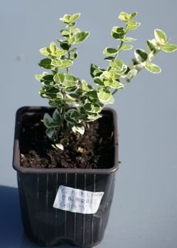 Trzmielina fortunea Emerald Gaiety Euonymus fortunei 1l