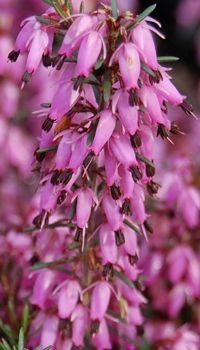 Wrzosiec wiosenny December Red Erica carnea 9