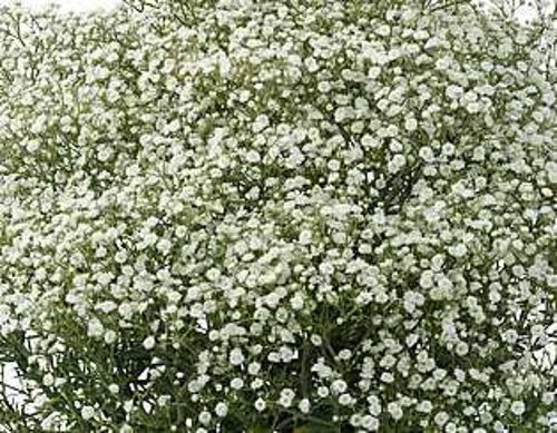 Gipsówka Wiechowatata Festival White Flare Gypsophila Paniculata 1l