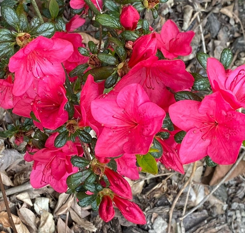 Azalia japońska Allotria Azalea japonicum 1l