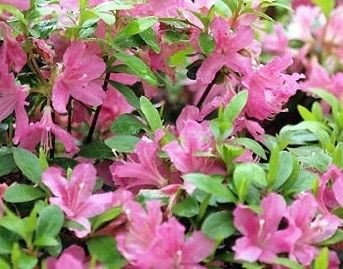 Azalia japońska Diamond Lachs Azalea japonicum 1l