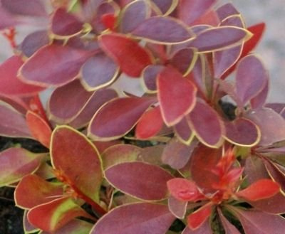 Berberys Thunberga Coral Berberis Thunbergii 1l