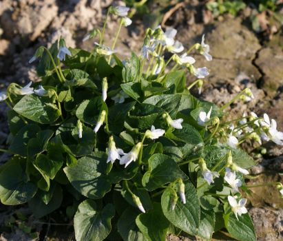 Fiołek motylkowaty Freckles Viola sororia 9