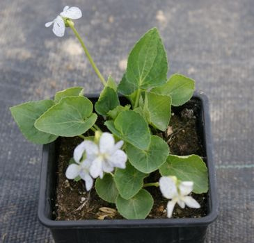 Fiołek motylkowaty Freckles Viola sororia 9