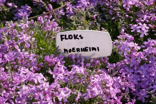 Floks szydlasty Moerheimii Phlox subulata 9