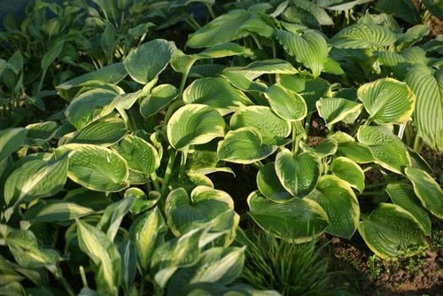 Funkia Frances Williams Hosta 2l