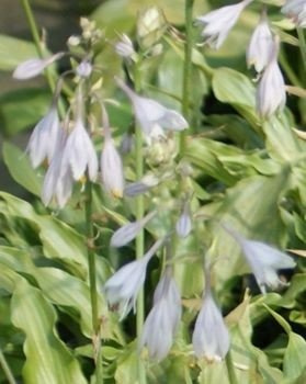 Funkia Restless Sea Hosta 1,5 - 2l