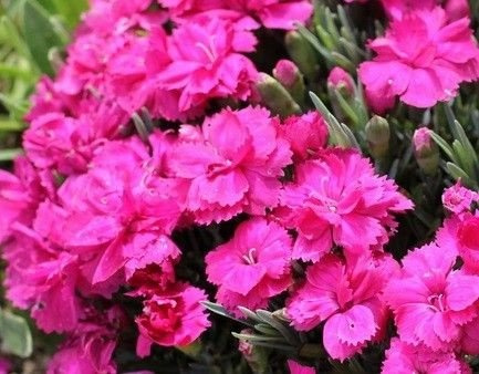 Goździk siny Annette Dianthus gratianopolitanus 9