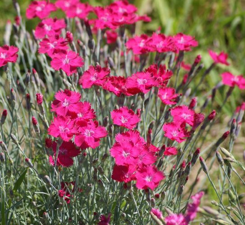 Goździk siny Czerwony Dianthus gratianopolitanus 9