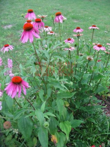 Jeżówka purpurowa Echinacea purpurea 9