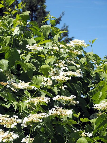 Kalina koralowa  Xanthocarpum Viburnum Opulus 1l