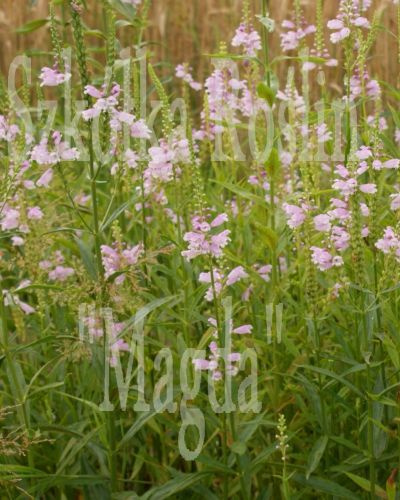 Odętka wirginijska Rosea Physostegia virginiana 0,5l