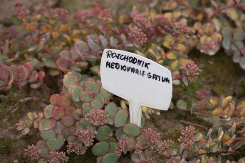 Rozchodnik siebolda Mediovariegatum Sedum sieboldii 9