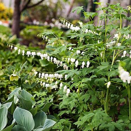 Serduszka Okazała Alba Dicentra Spectabilis 9 