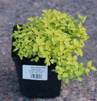 Tawuła japońska Golden Carpet  Spiraea japonica 1l